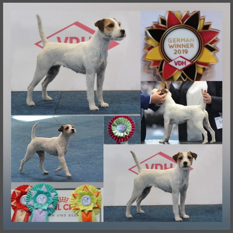 Mckinley Parson Russell Terrier 2025